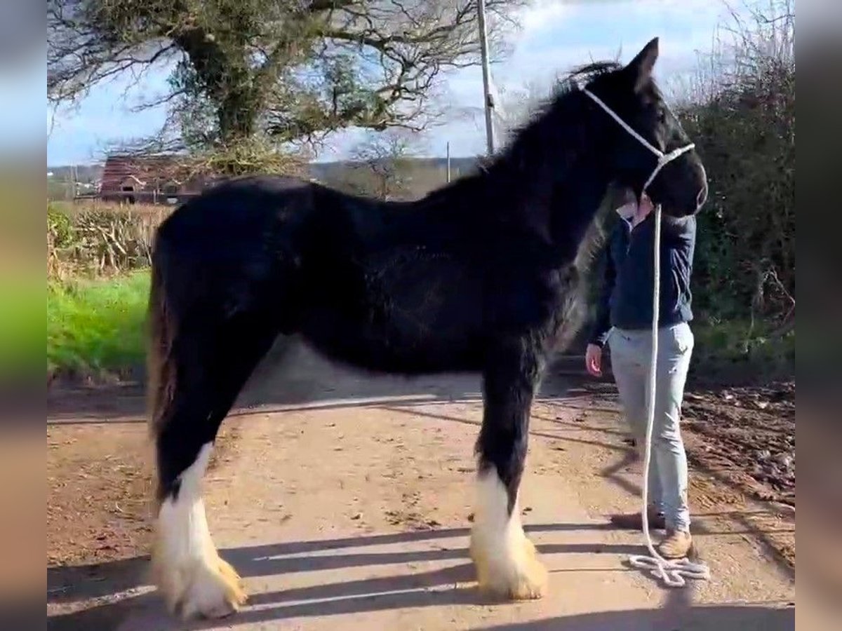 Shire / Shire Horse Stallone 1 Anno in marbury