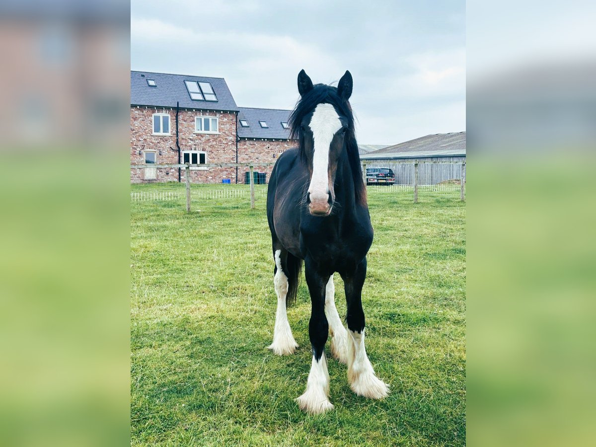 Shire / Shire Horse Stallone 1 Anno in whitegate