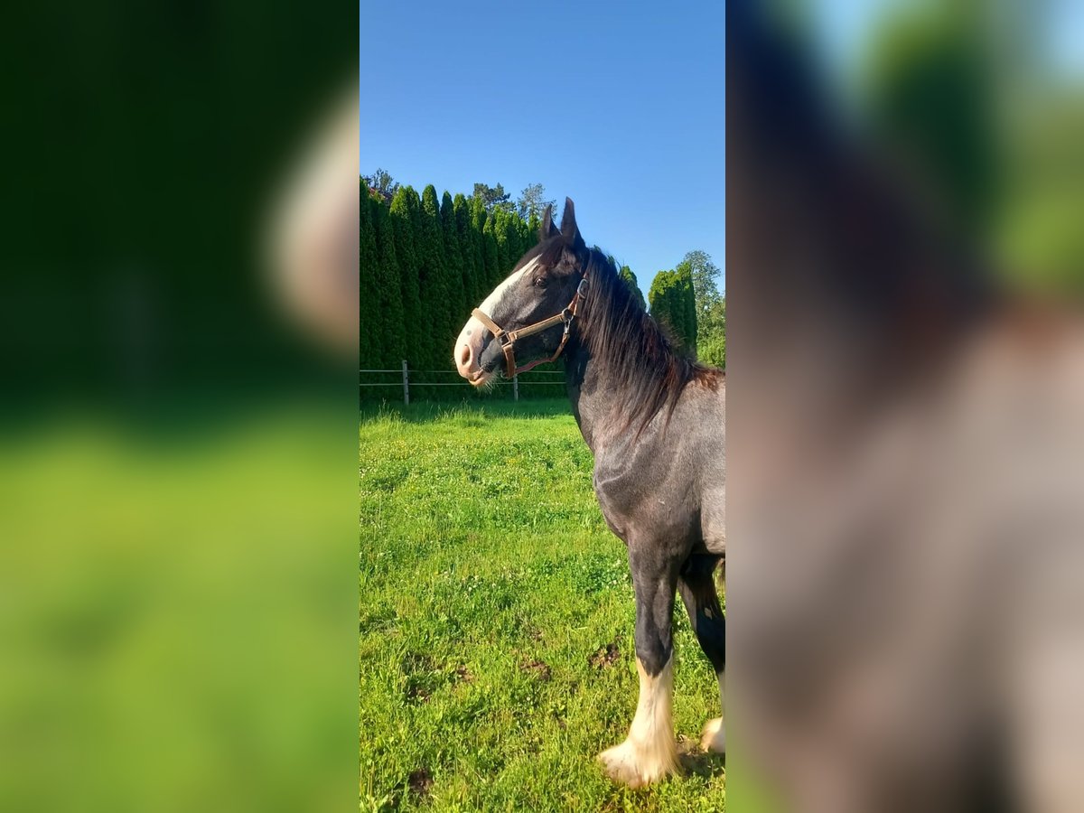 Shire / Shire Horse Stallone 2 Anni 175 cm Morello in Salzburg