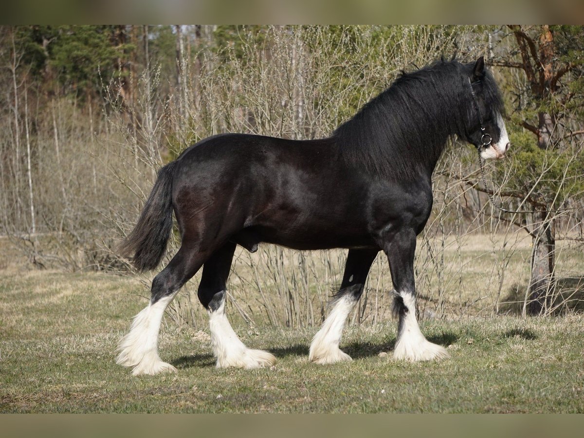 Shire / Shire Horse Stallone Morello in Östervåla