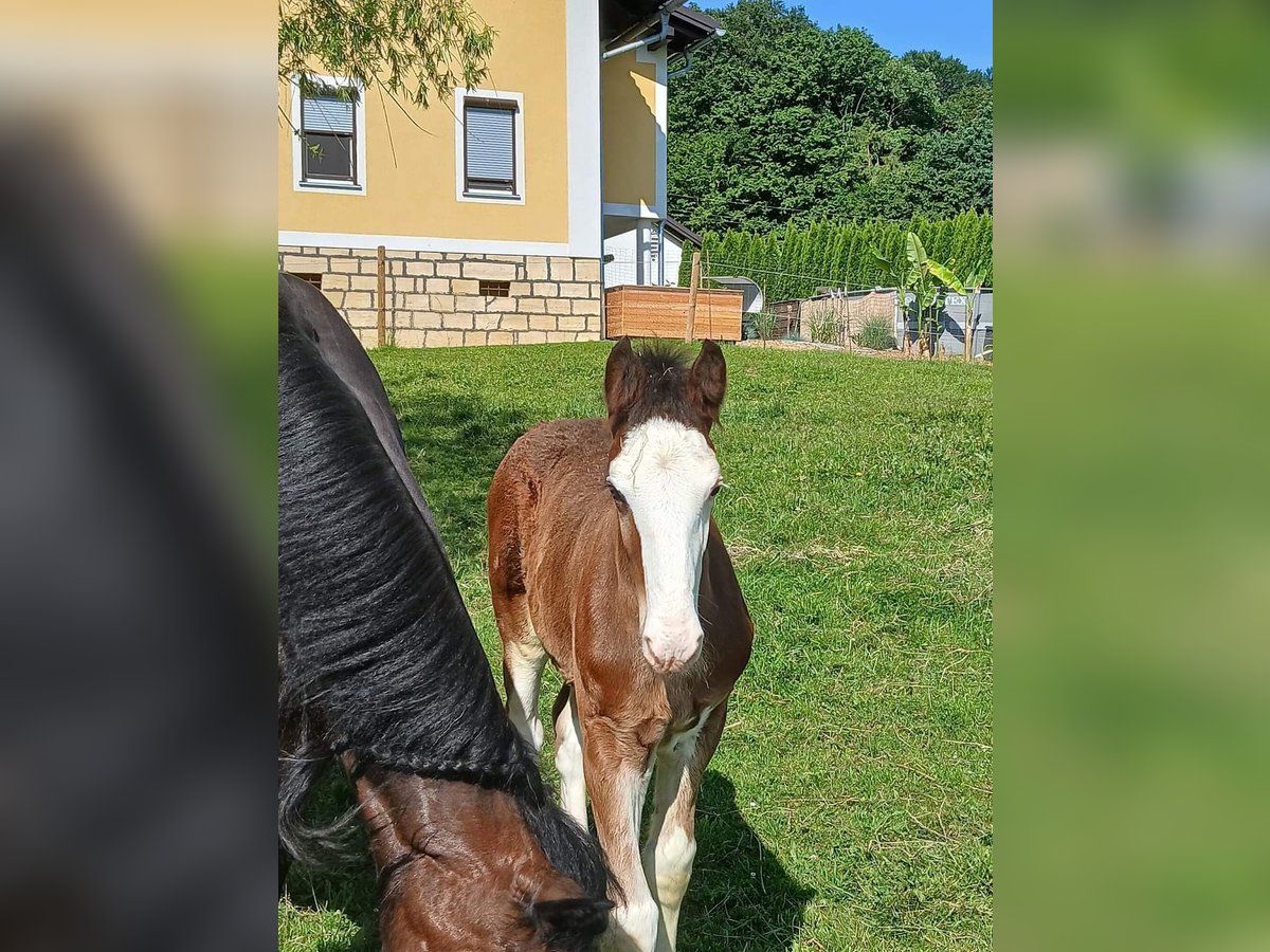 Shire / Shire Horse Stallone Puledri
 (04/2024) 146 cm Baio in Gnas