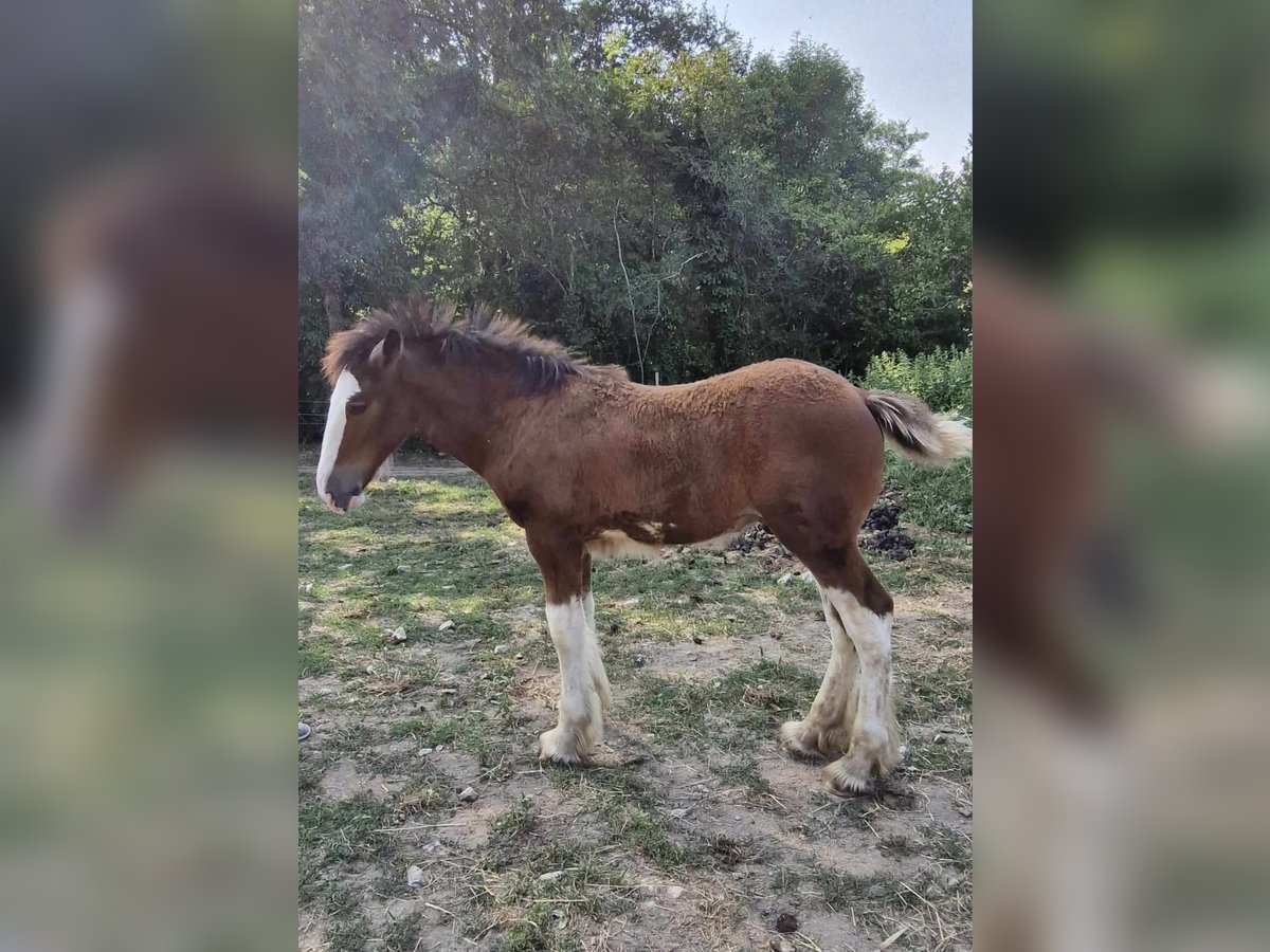 Shire / Shire Horse Stallone Puledri (05/2024) 180 cm Baio ciliegia in Confolens