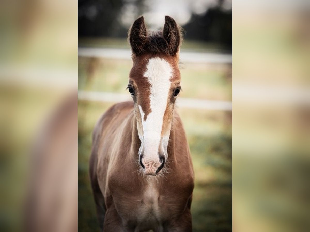 Shire / Shire Horse Stallone Puledri
 (06/2024) 180 cm in Bippen