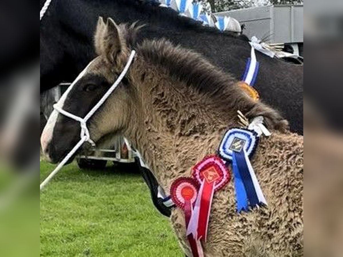 Shire / Shire Horse Stallone Puledri (05/2024) in whitegate