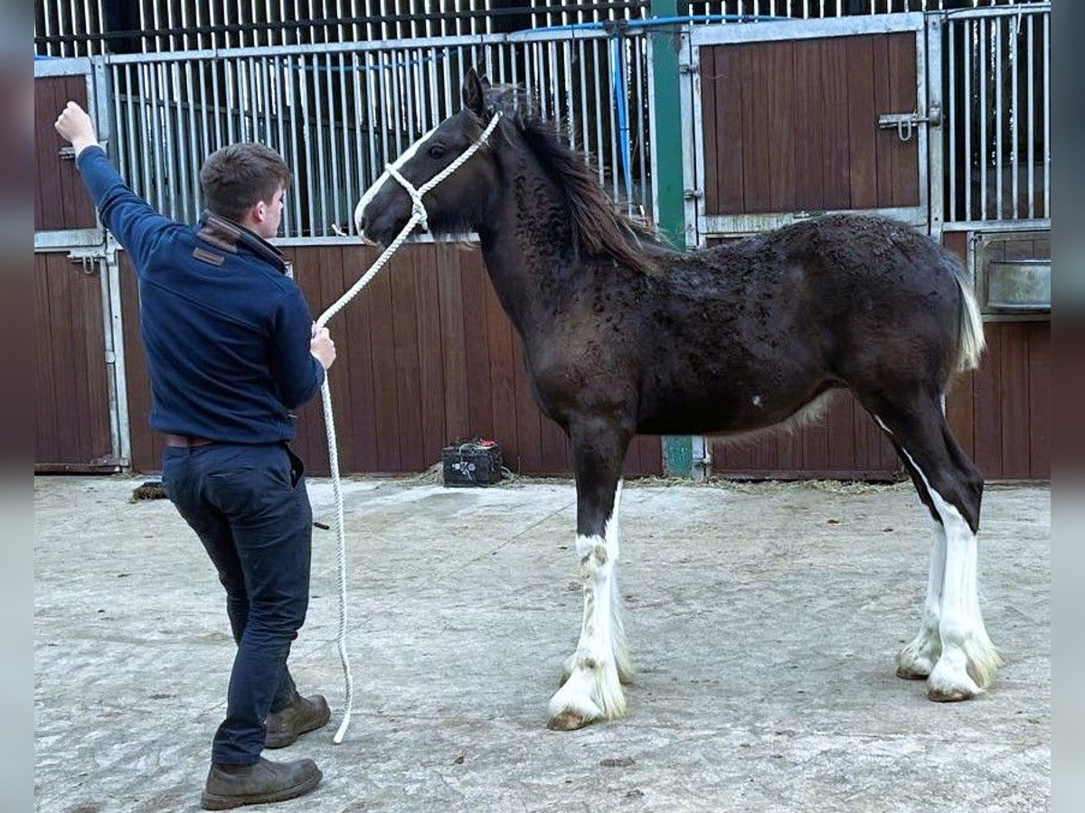 Shire / Shire Horse Stallone Puledri (06/2024) in whitegate