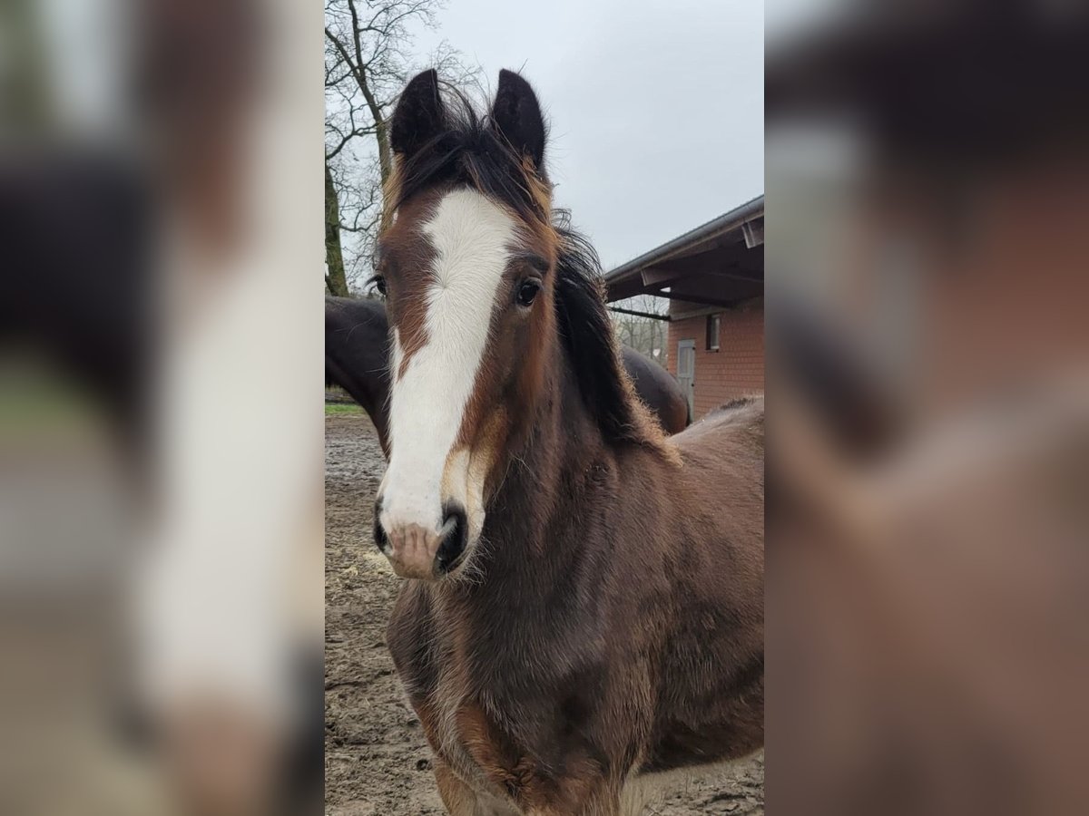 Shire Hengst 1 Jaar 180 cm Bruin in BergeBippen