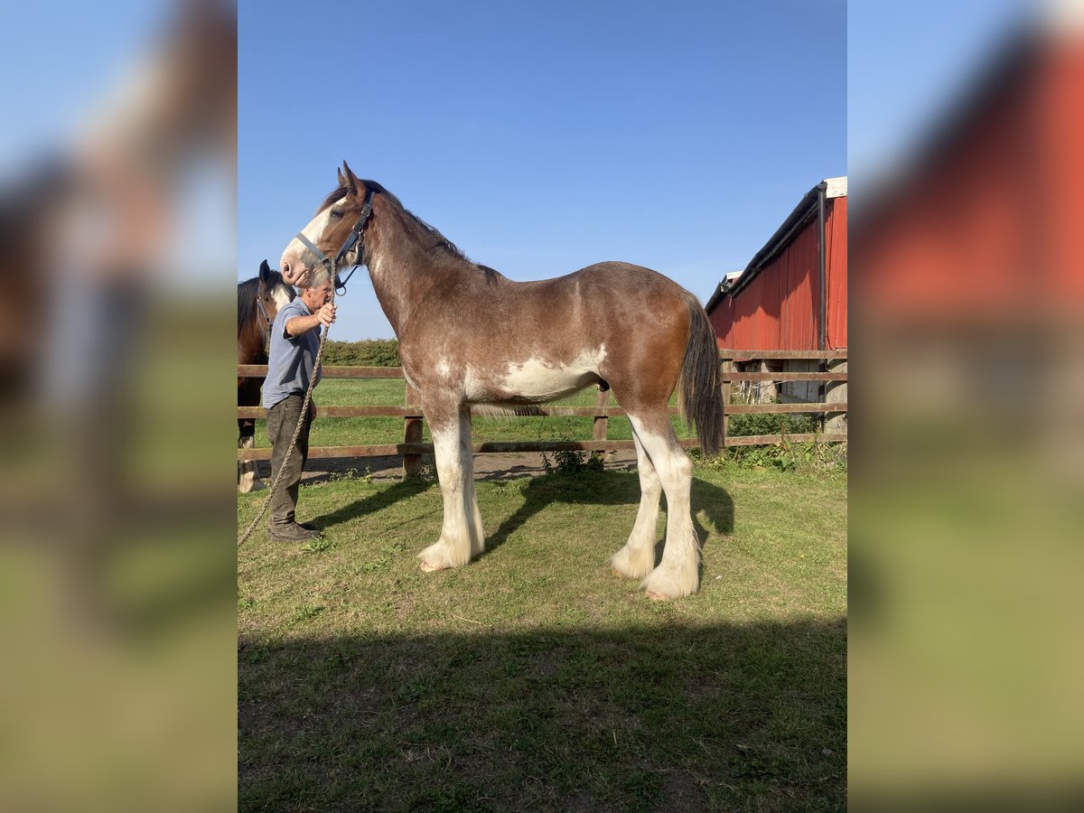 Shire Hengst 1 Jaar 183 cm Roan-Red in York