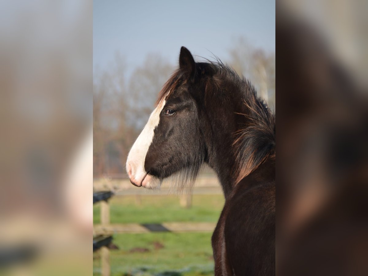 Shire Hengst 1 Jaar 185 cm Zwart in BergeBippen