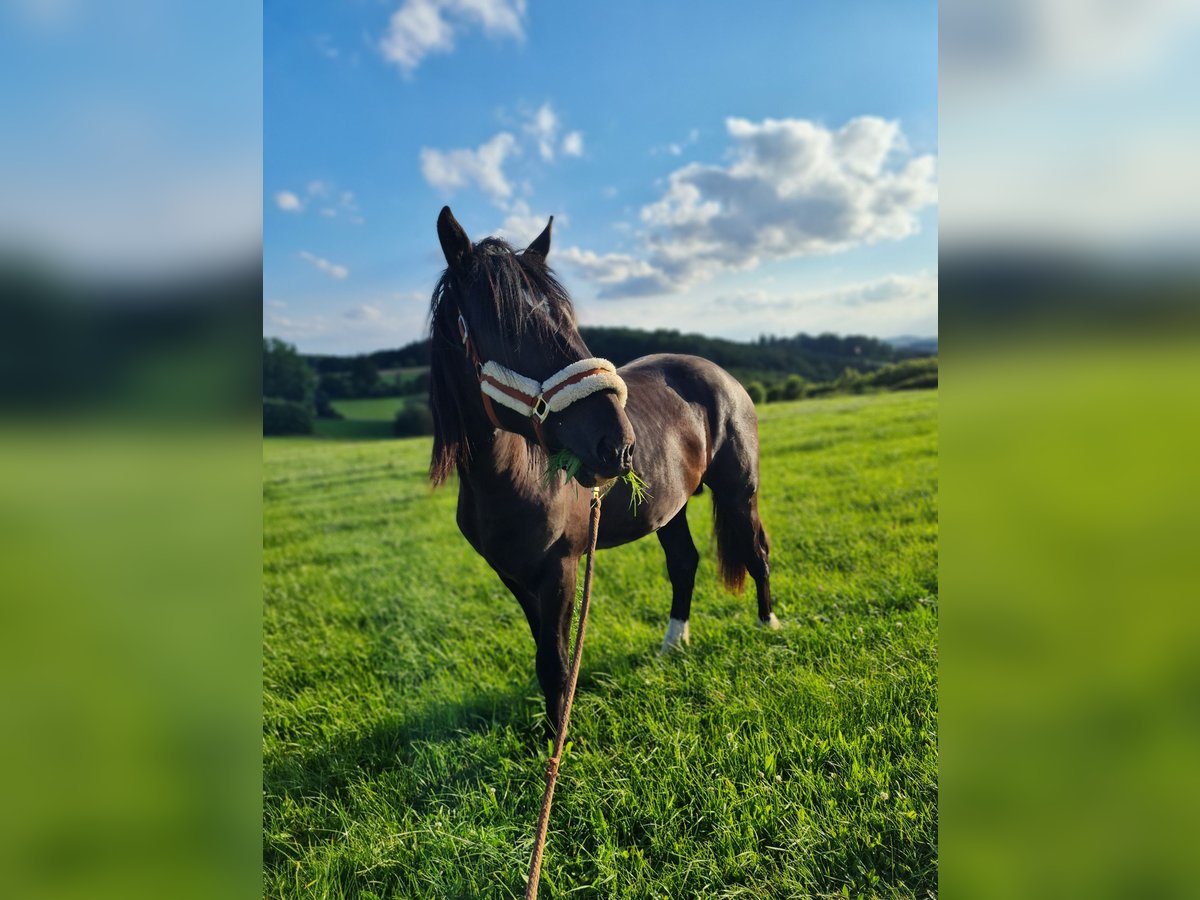 Shire Mix Hengst 2 Jaar 165 cm Zwart in Herscheid