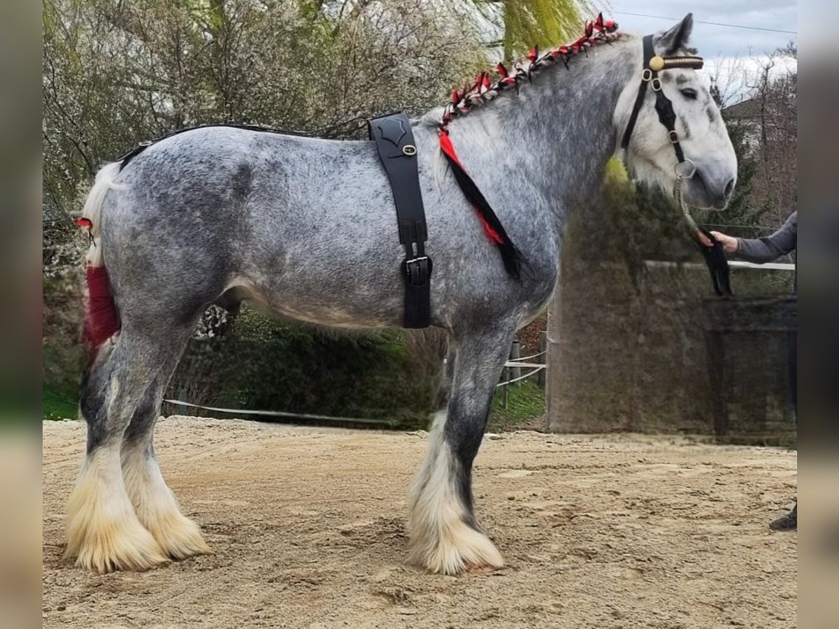 Shire Hengst 6 Jaar 185 cm kan schimmel zijn in Ried im Innkreis
