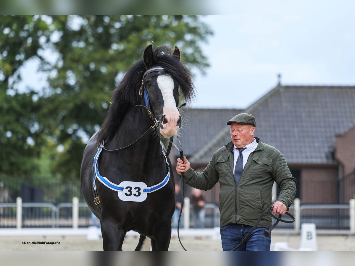 Shire Hengst 7 Jaar 180 cm Zwart in Sint laureins