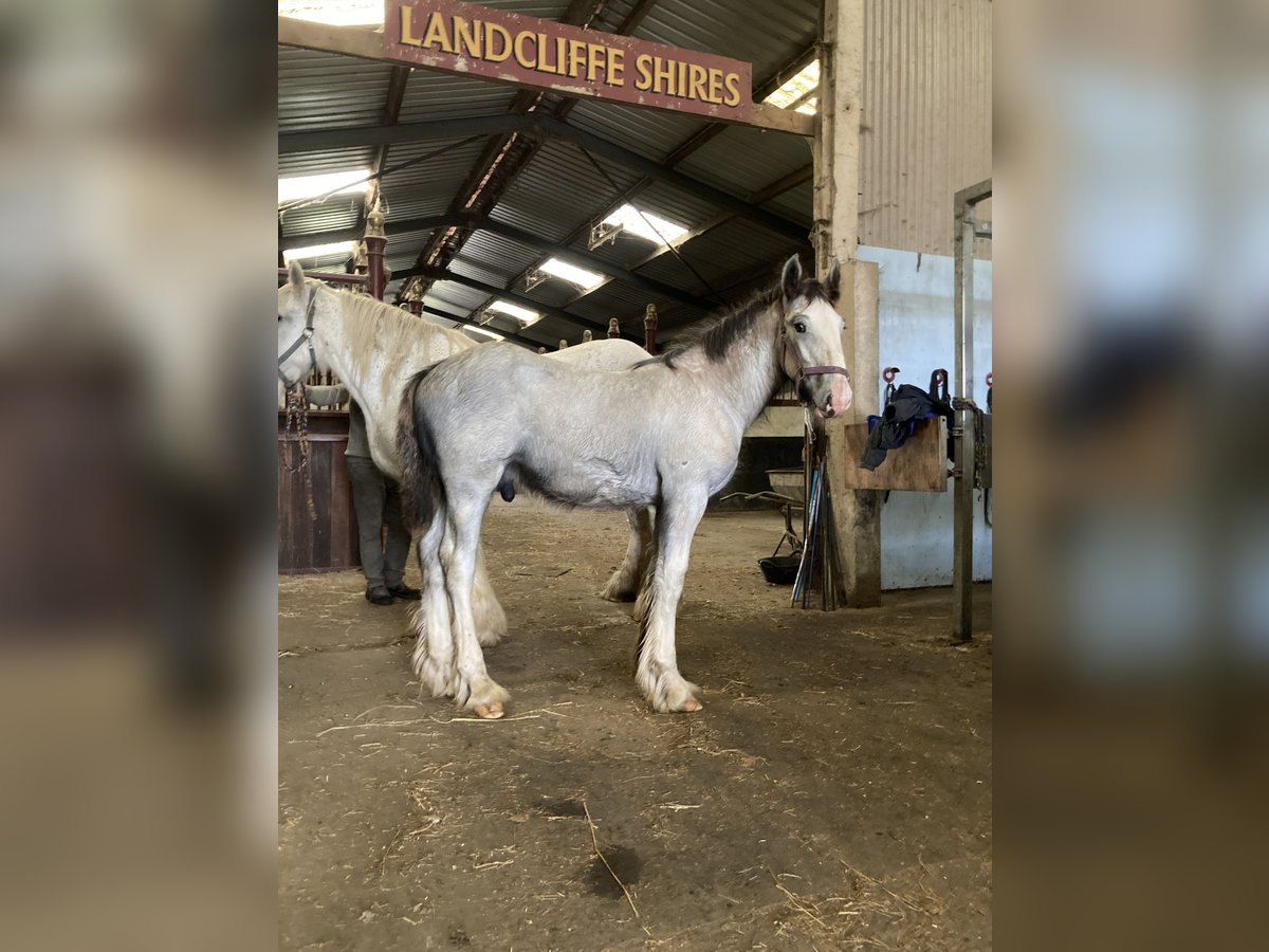 Shire Hengst veulen (04/2024) 183 cm Schimmel in York