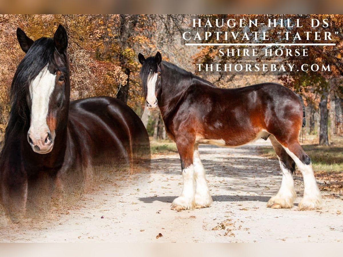 Shire Horse Caballo castrado 11 años 178 cm Castaño rojizo in Argyle, TX