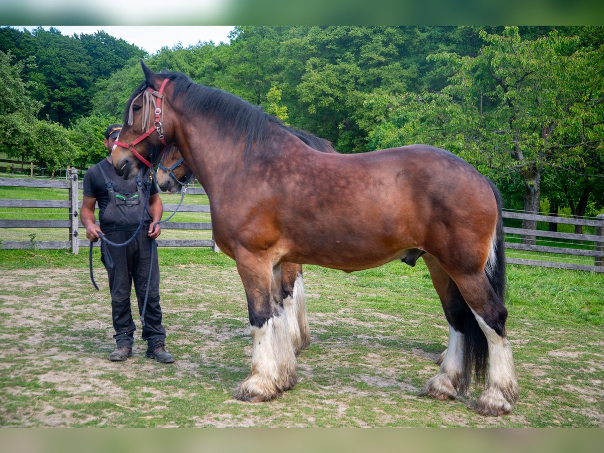 Shire Horse Caballo castrado 11 años 192 cm Castaño in Sprockhövel