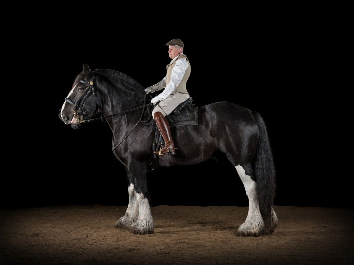 Shire Horse Caballo castrado 12 años 184 cm Negro in Hamburg Osdorf