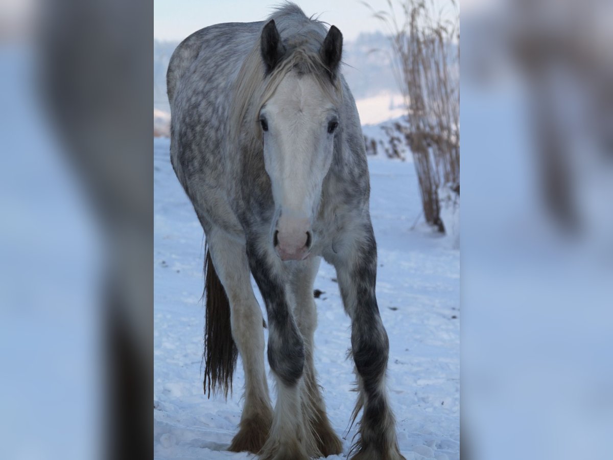 Shire Horse Caballo castrado 3 años 145 cm Tordo in Bad Füssing
