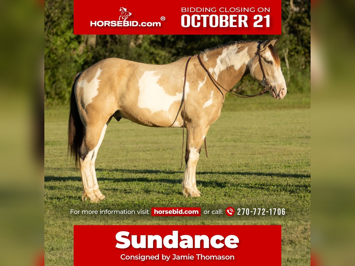 Shire Horse Mestizo Caballo castrado 3 años 160 cm Buckskin/Bayo in Auburn, KY