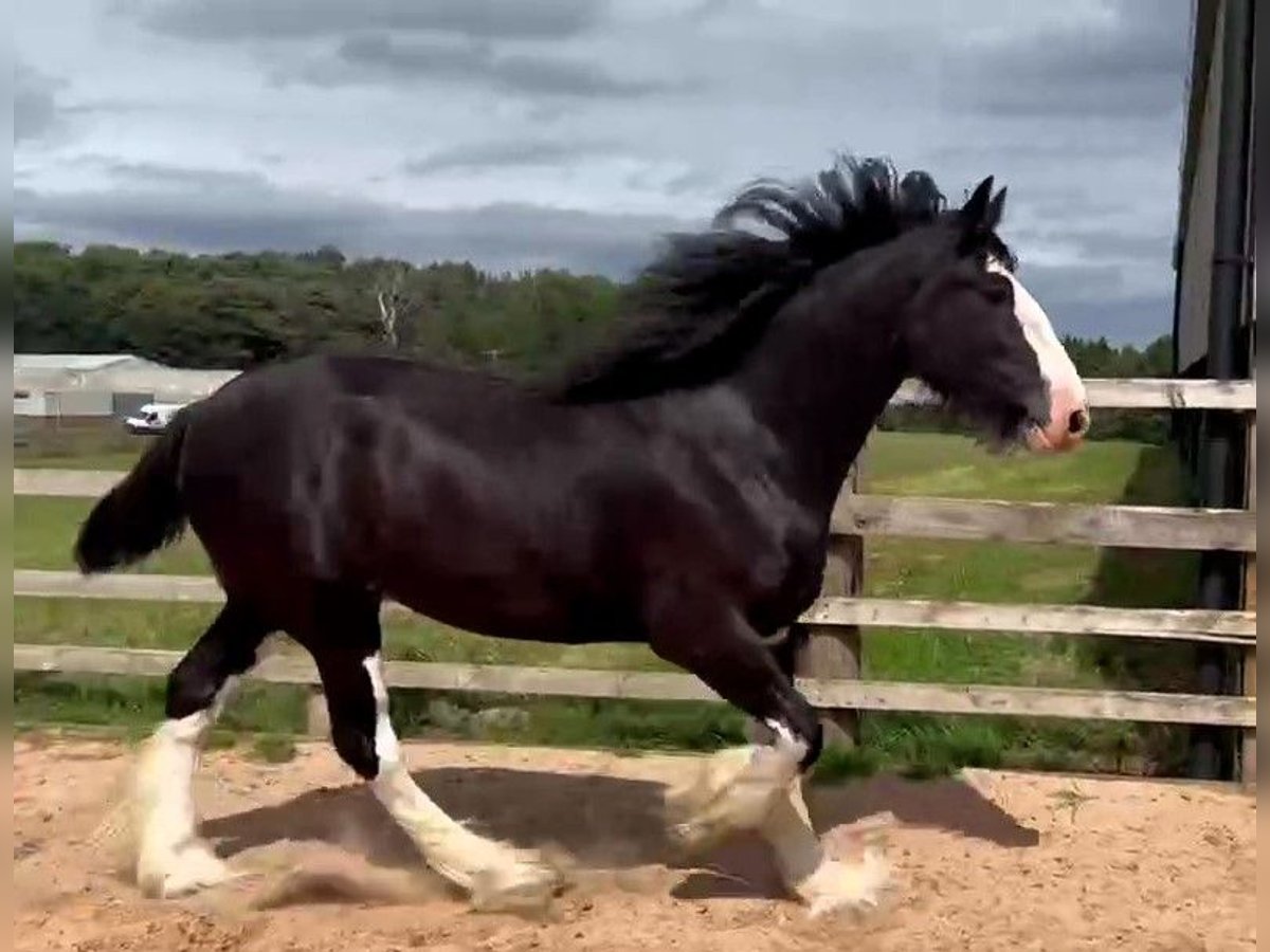 Shire Horse Caballo castrado 4 años in whitegate Shire Horse Caballo castrado 4 años in whitegate