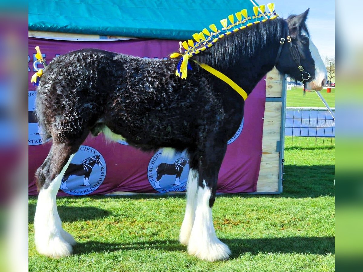 Shire Horse Caballo castrado 4 años in whitegate Shire Horse Caballo castrado 4 años in whitegate