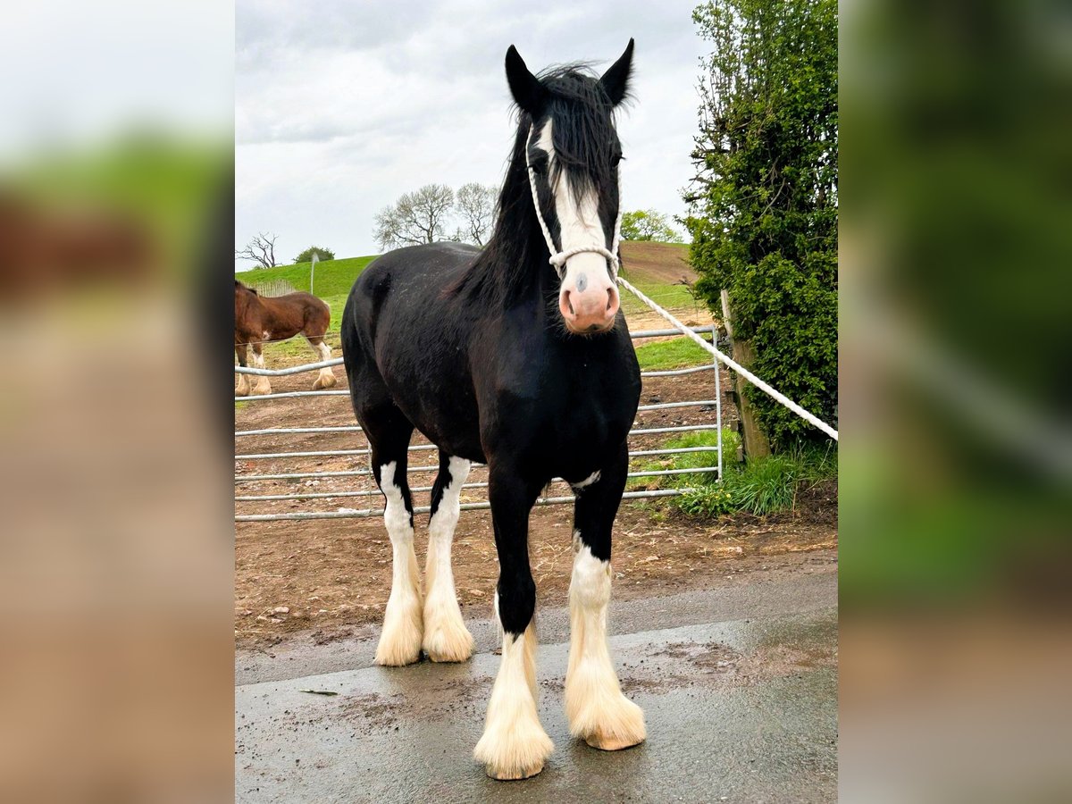 Shire Horse Caballo castrado 4 años in marbury Shire Horse Caballo castrado 4 años in marbury