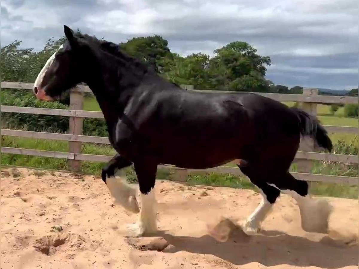 Shire Horse Caballo castrado 4 años in whitegate Shire Horse Caballo castrado 4 años in whitegate