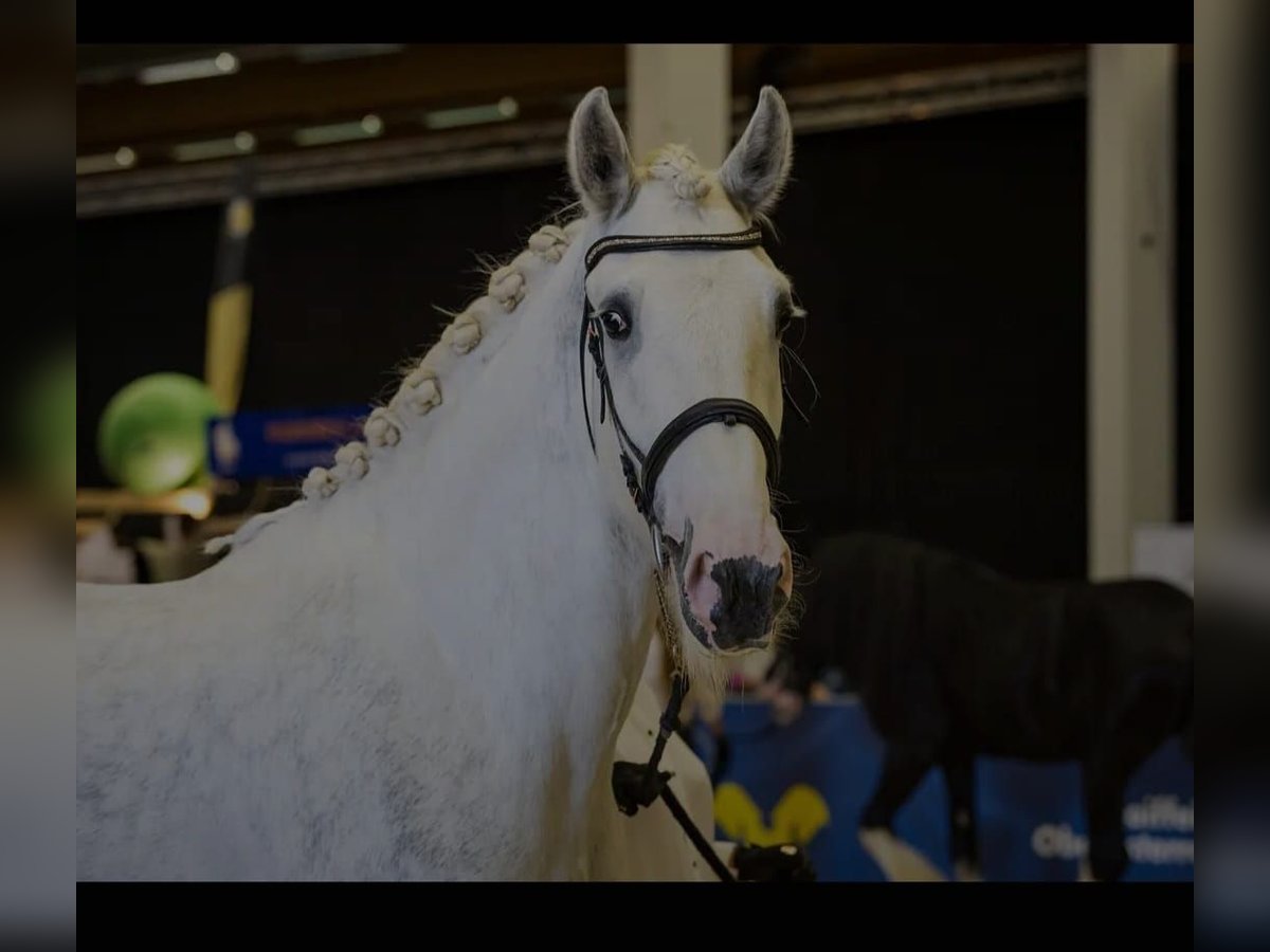 Shire Horse Caballo castrado 5 años 175 cm Tordo in Polsenz