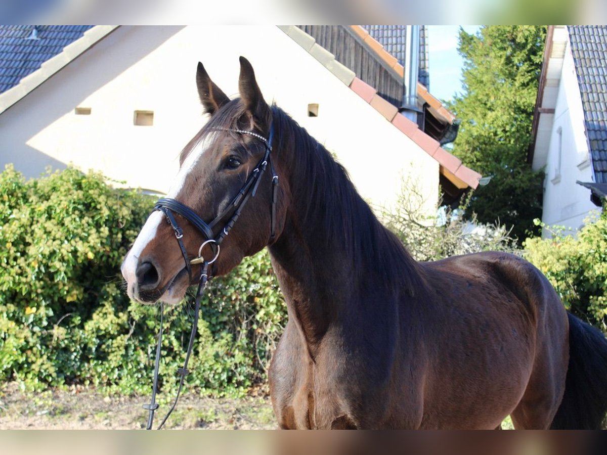 Shire Horse Caballo castrado 5 años 176 cm Castaño in Sonnefeld