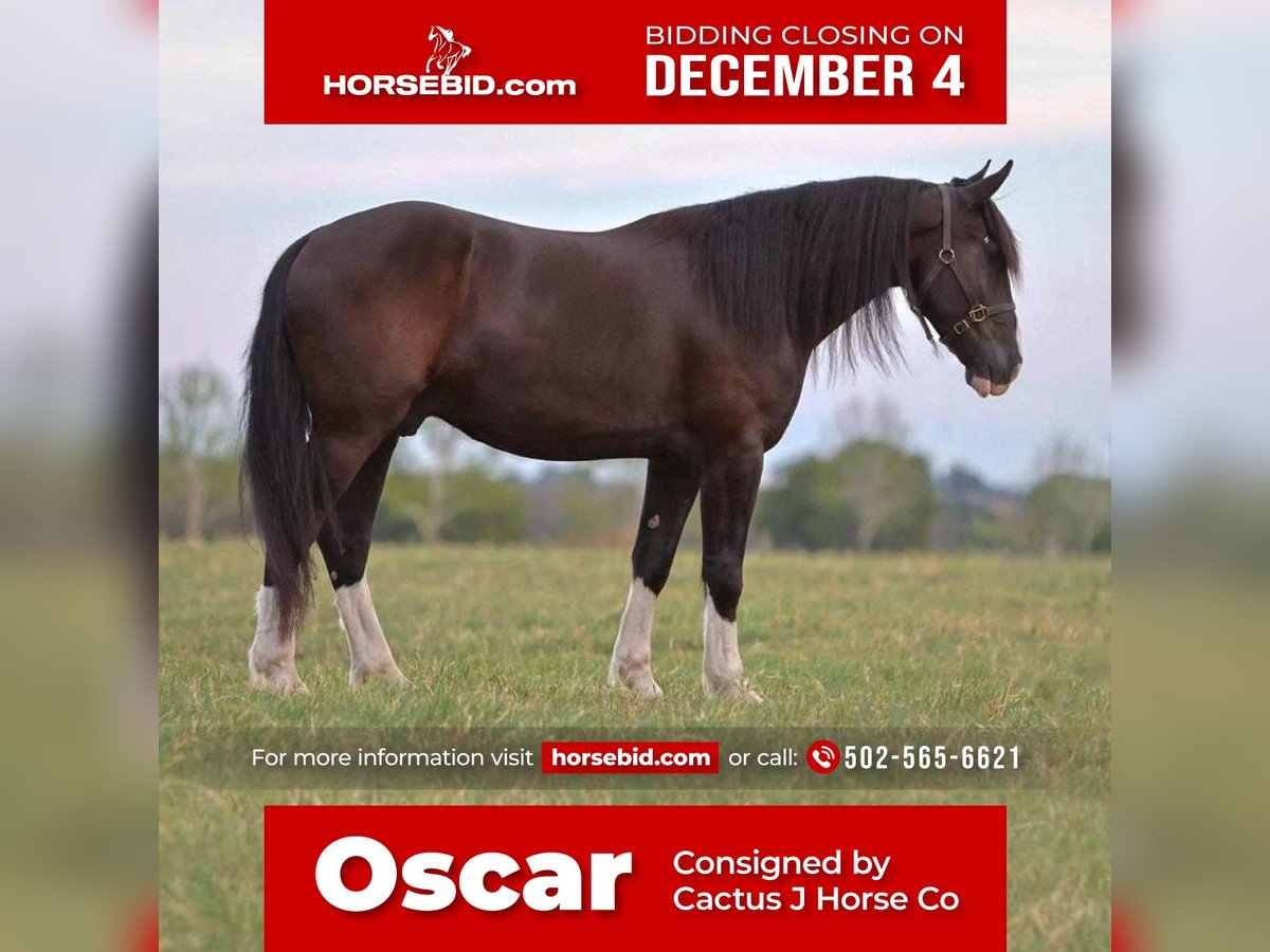 Shire Horse Mestizo Caballo castrado 6 años 163 cm Negro in Millsap, TX
