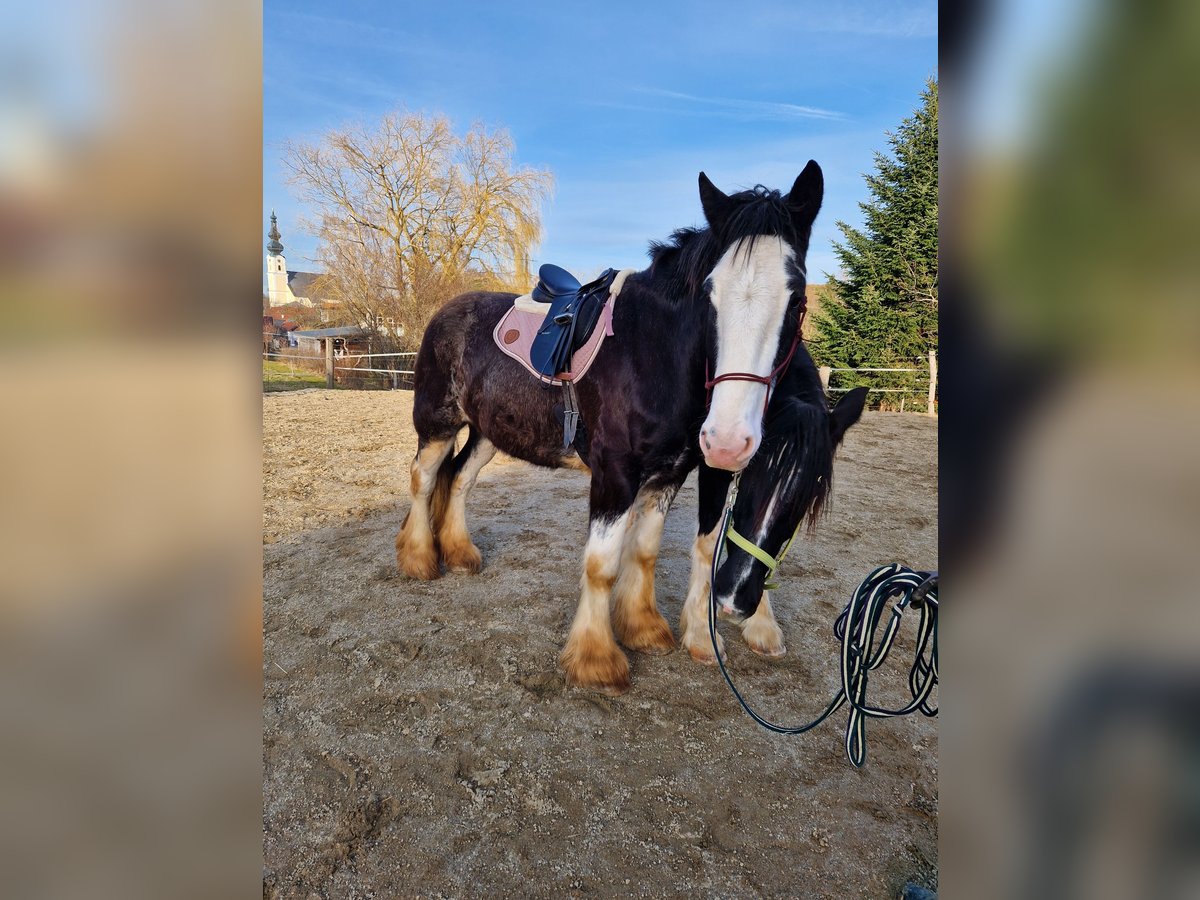 Shire Horse Caballo castrado 6 años 175 cm Negro in Bad Füssing