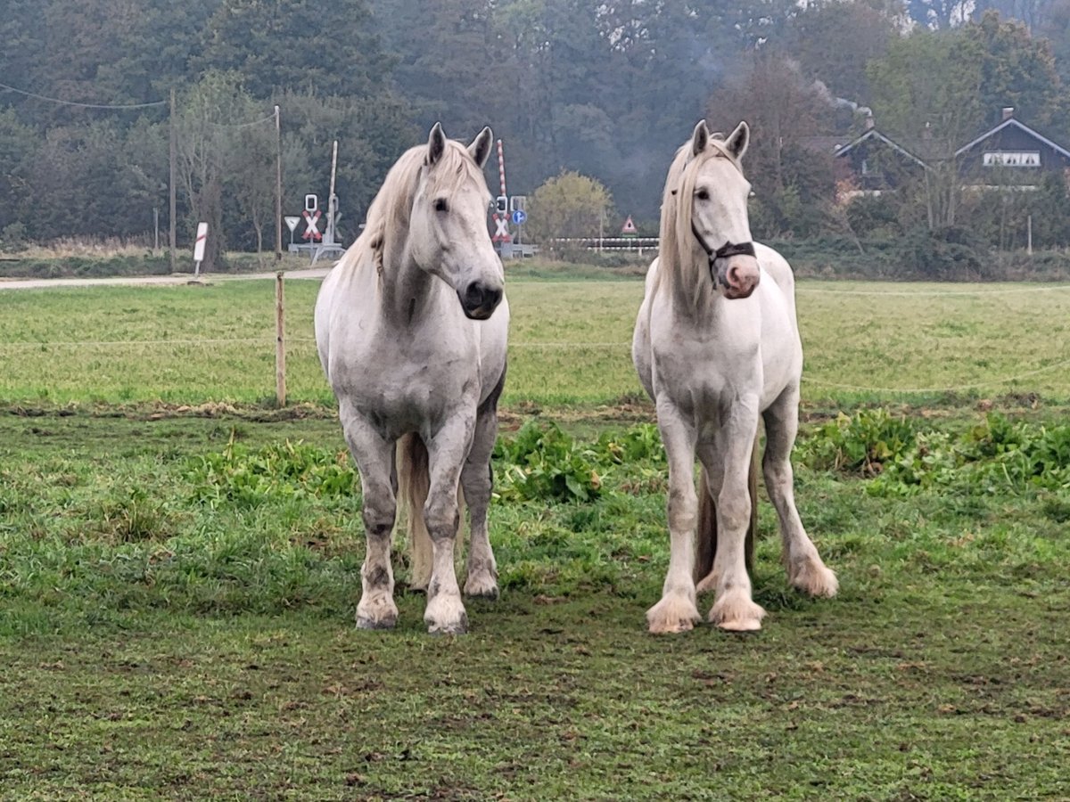 Shire Horse Caballo castrado 6 años 195 cm White/Blanco in Unterneukirchen