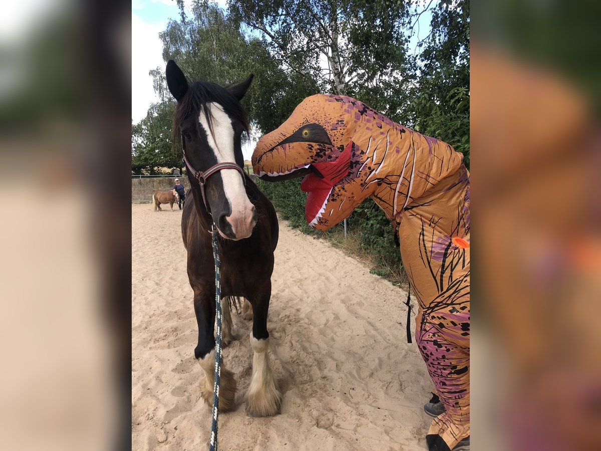 Shire Horse Caballo castrado 7 años 182 cm Negro in Lügde
