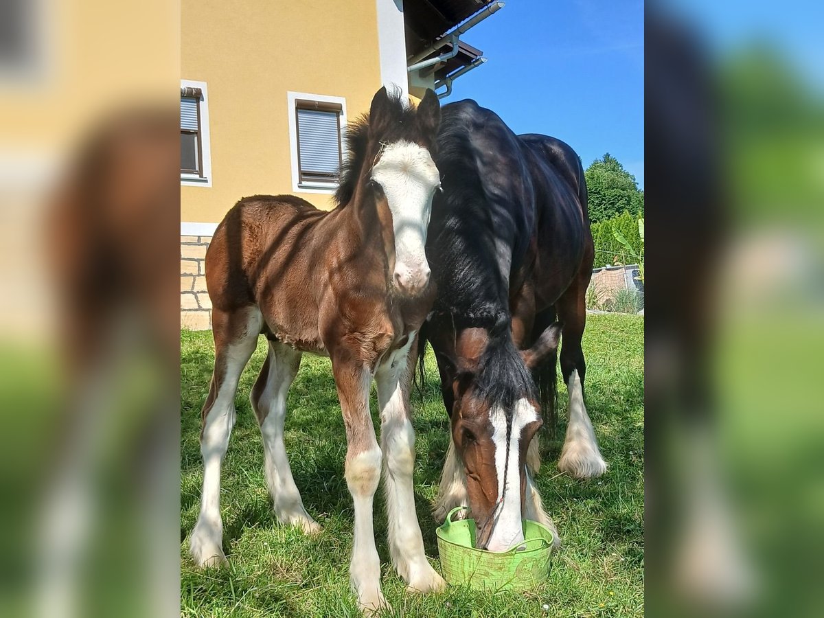 Shire Horse Étalon 1 Année 146 cm Bai in Gnas