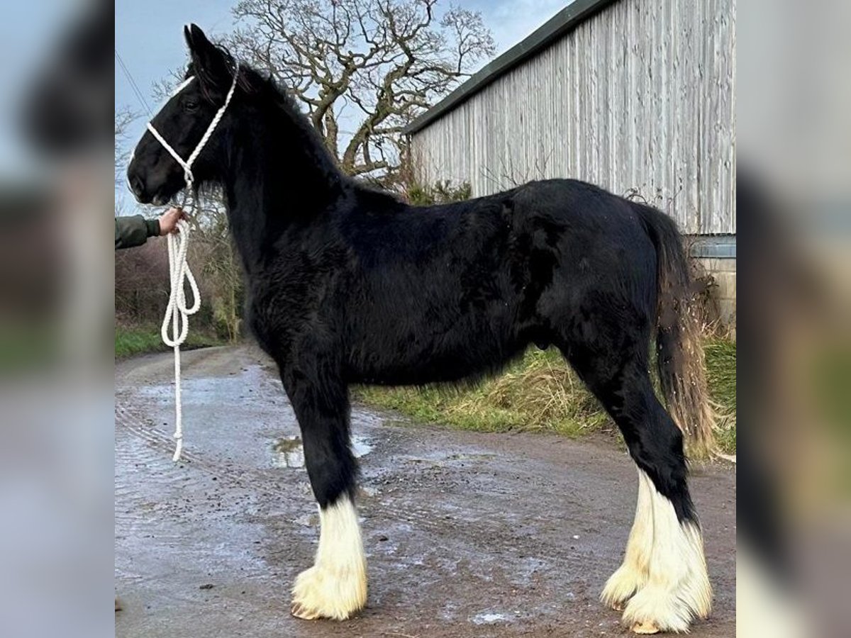 Shire Horse Étalon 1 Année in marbury