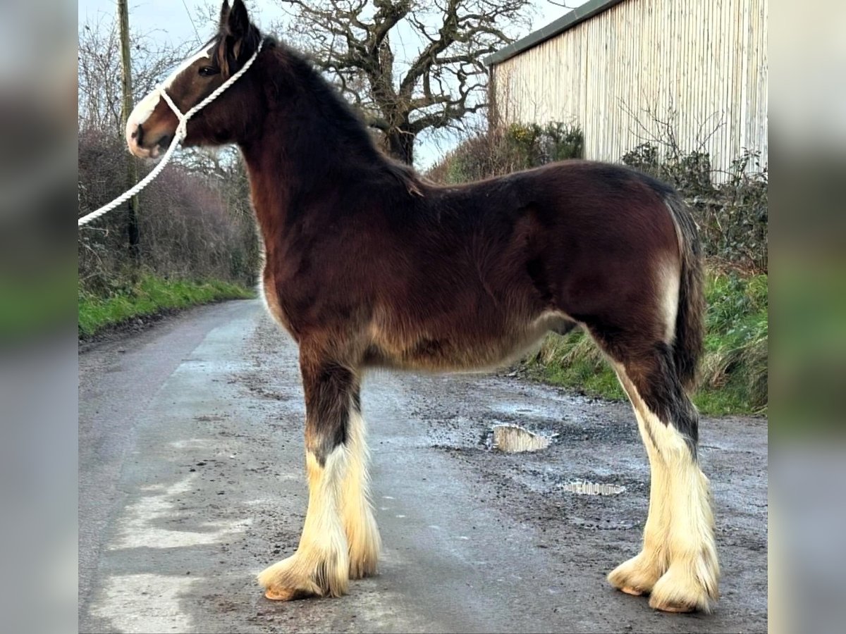 Shire Horse Étalon 1 Année in whitegate