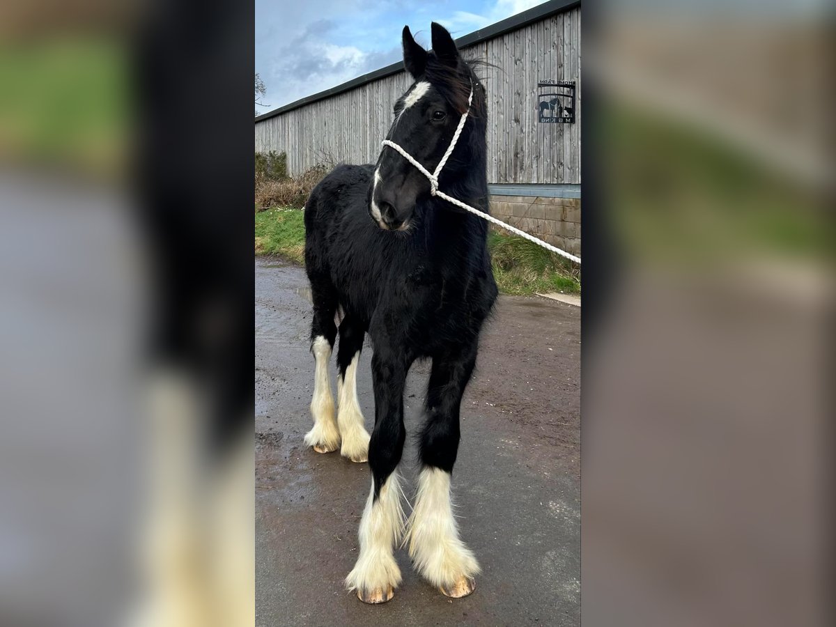 Shire Horse Étalon 1 Année in whitegte