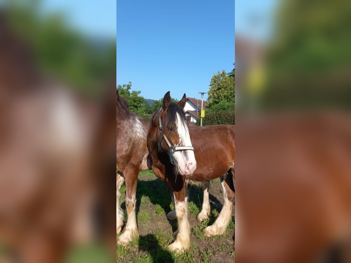 Shire Horse Étalon 2 Ans 180 cm Bai in Bad Füssing