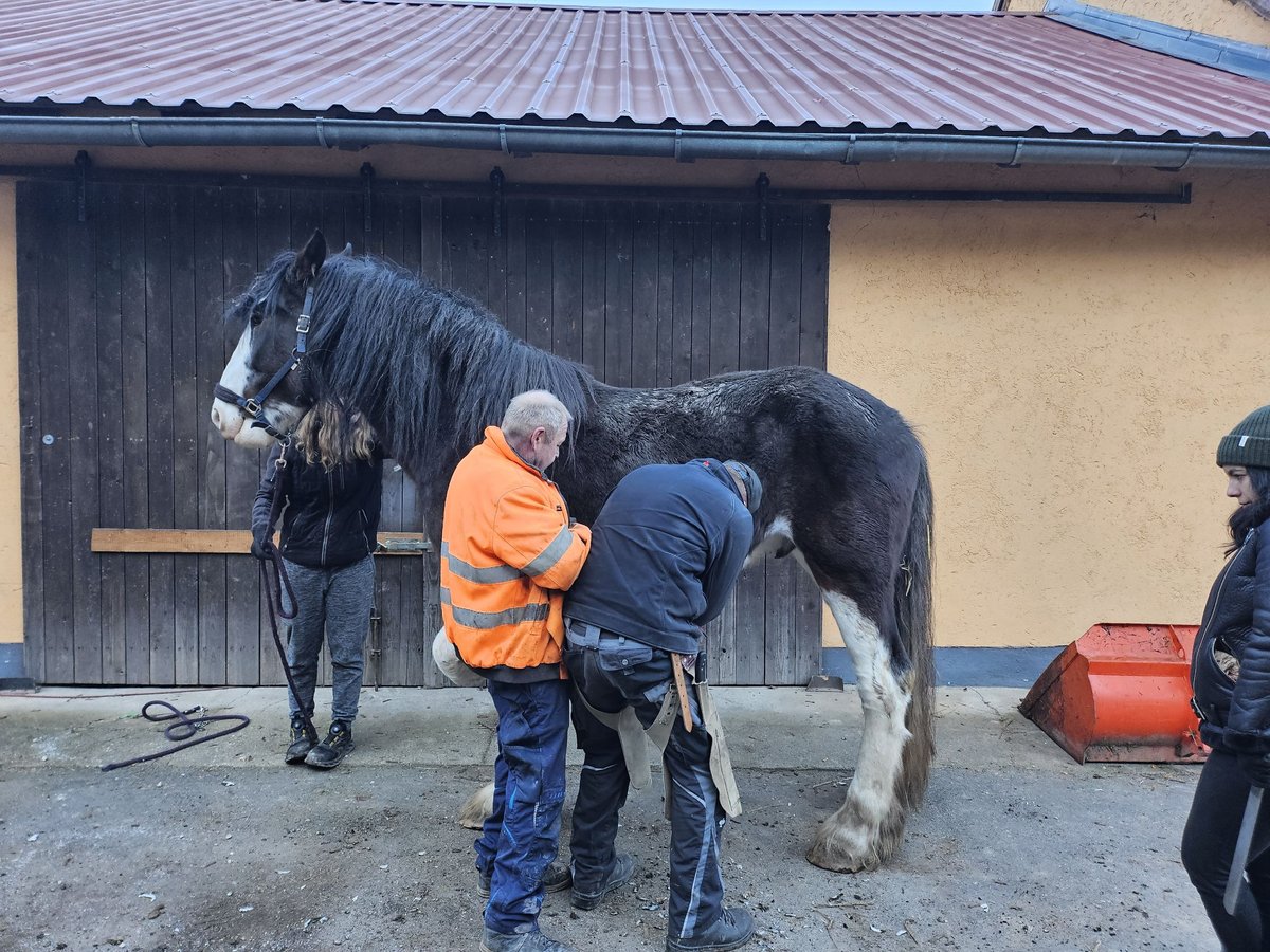 Shire Horse Croisé Étalon 6 Ans 180 cm Bai in Teublitz