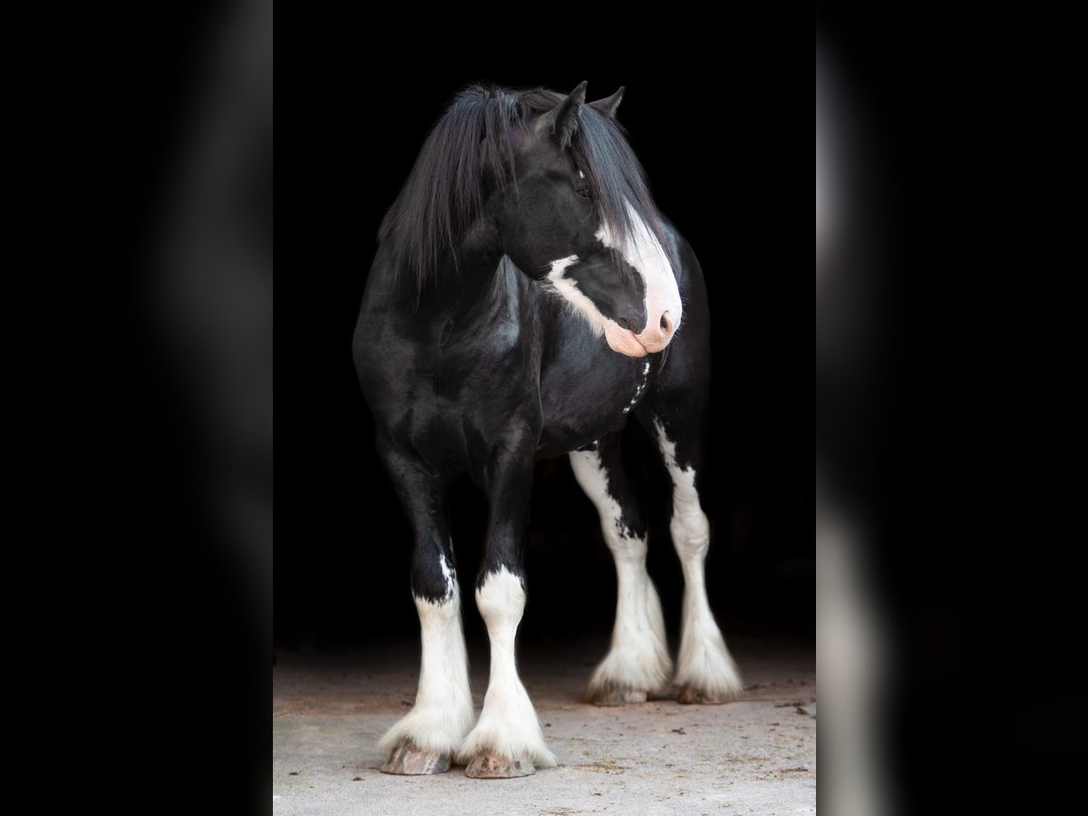 Shire Horse Étalon 6 Ans Bai brun foncé in Kolberg