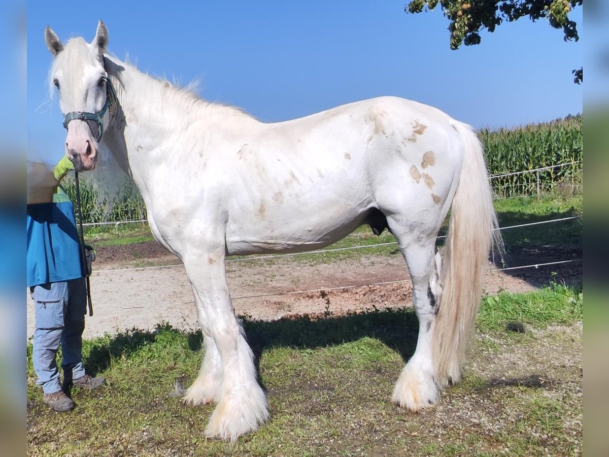 Shire Horse Étalon 9 Ans 180 cm Gris in Ried im Innkreis