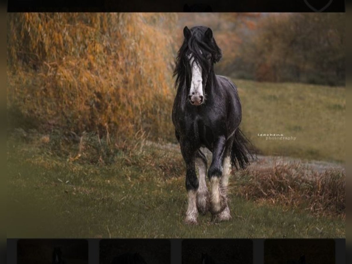 Shire Horse Étalon Noir in Oftringen