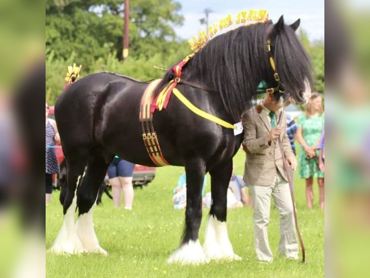 Shire Horse Étalon Noir in Taunton