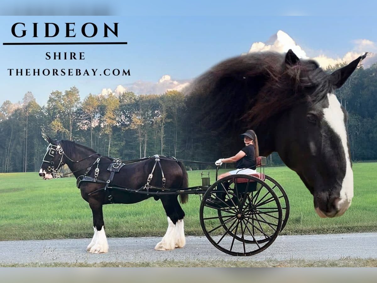 Shire Horse Gelding 10 years Black in Vernon, VA