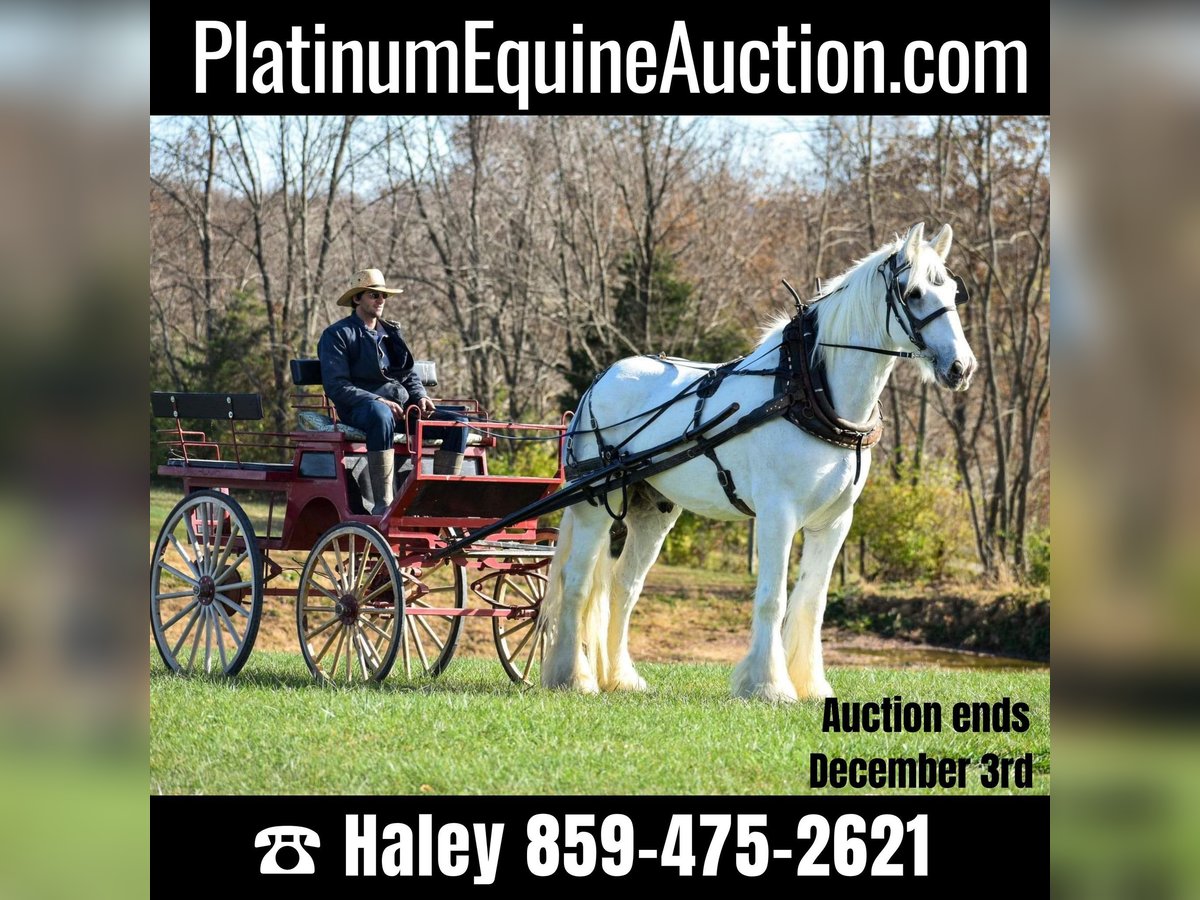 Shire Horse Gelding 11 years 18 hh White in Ewing KY