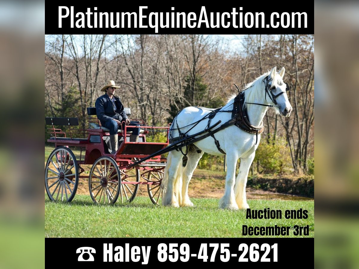 Shire Horse Gelding 12 years 18 hh White in Ewing KY