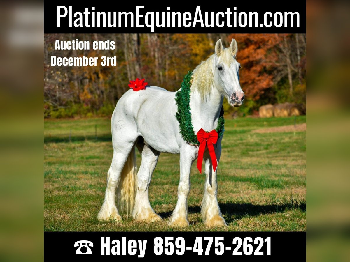 Shire Horse Gelding 13 years 18 hh White in Ewing TX