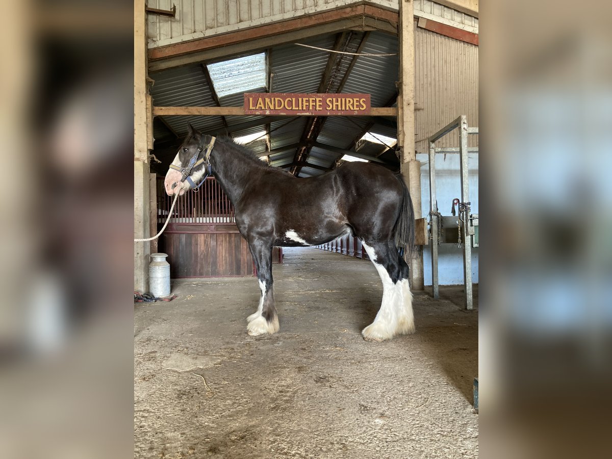 Shire Horse Gelding 2 years 17 hh Black in York