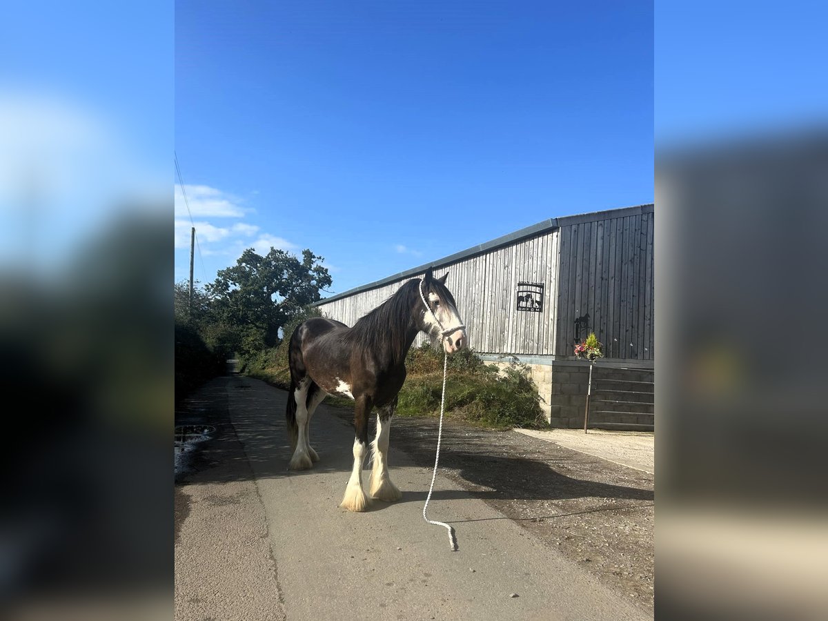 Shire Horse Gelding 3 years in marbury