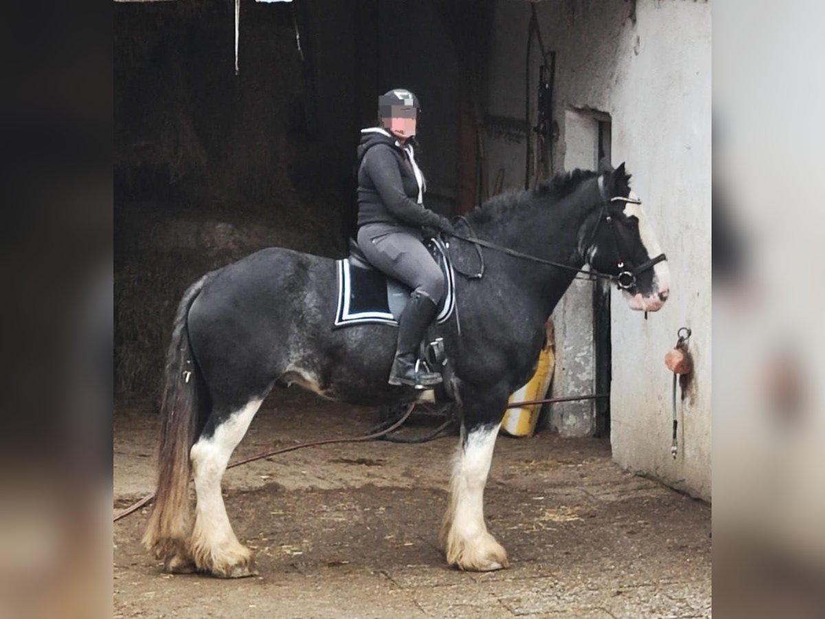 Shire Horse Gelding 6 years 17 hh Bay-Dark in Salzburg