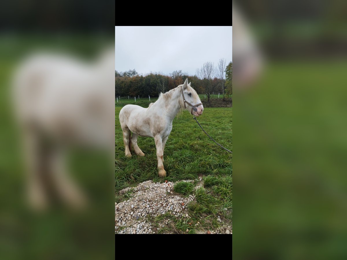 Shire Horse Gelding 7 years 17,1 hh Gray in Bad Füssing