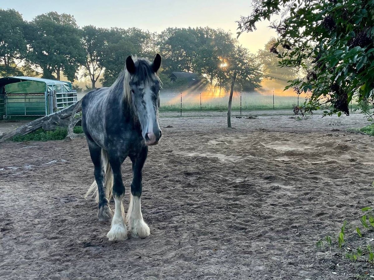 Shire Horse Gelding 7 years 18 hh Grey-Dapple in Jesteburg